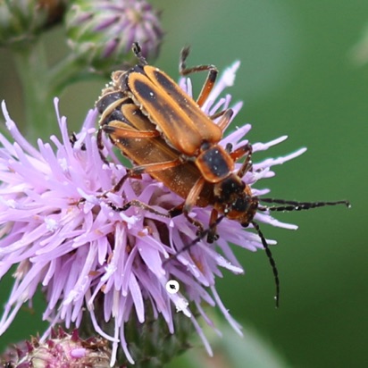 Marginal Leatherwing
Chauliognathus marginatus